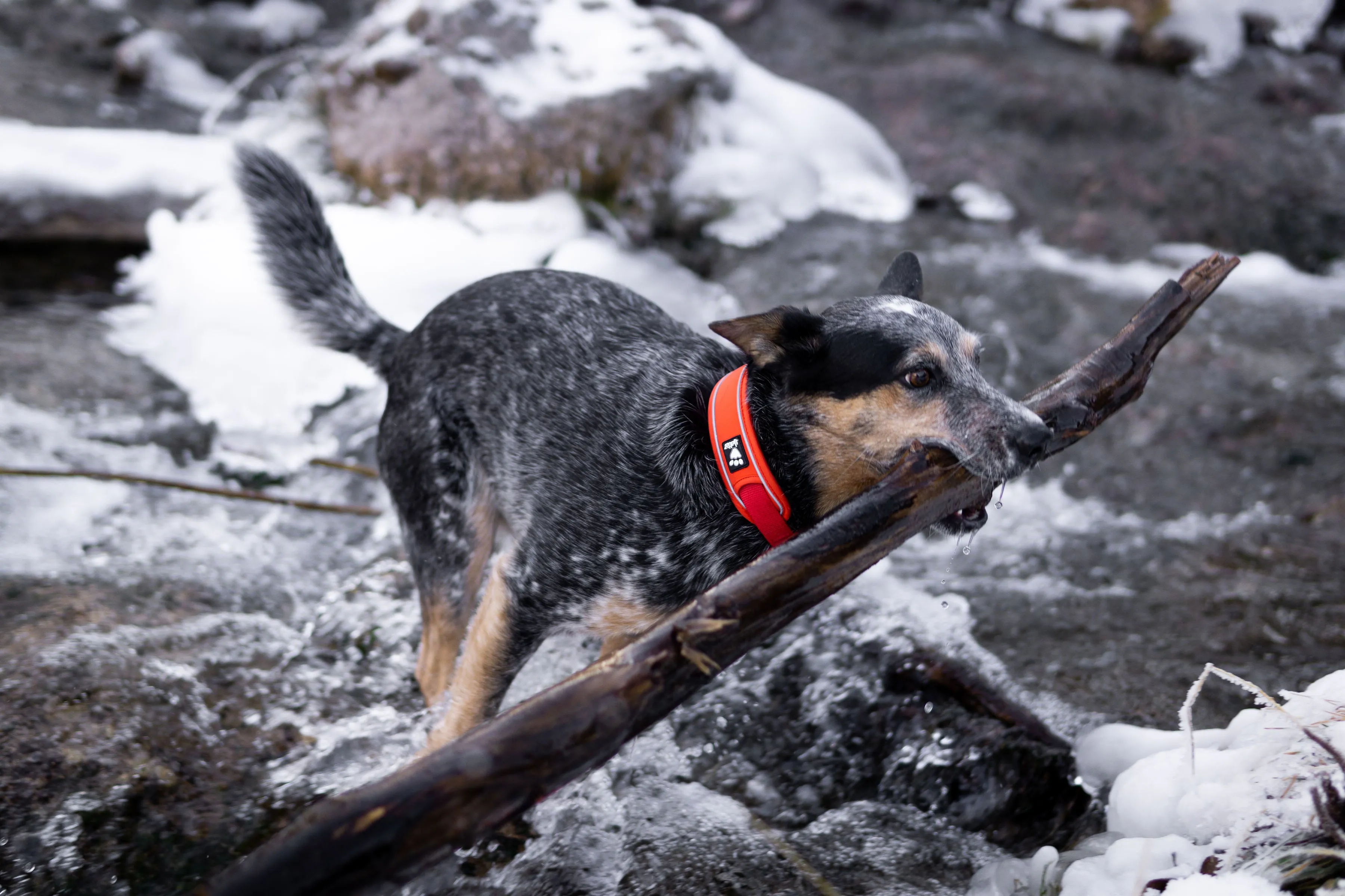 Hurtta Dog Collar: Weekend Warrior Eco, Rosehip